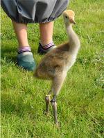 Wiz on 12th June 2012 Wiz on 12th June 2012